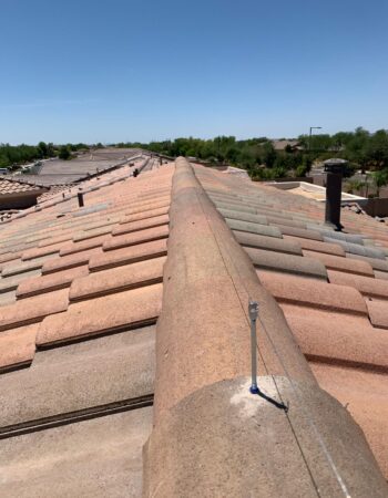 bird removal in Phoenix, AZ