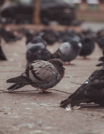 Pigeon Droppings Health Risk