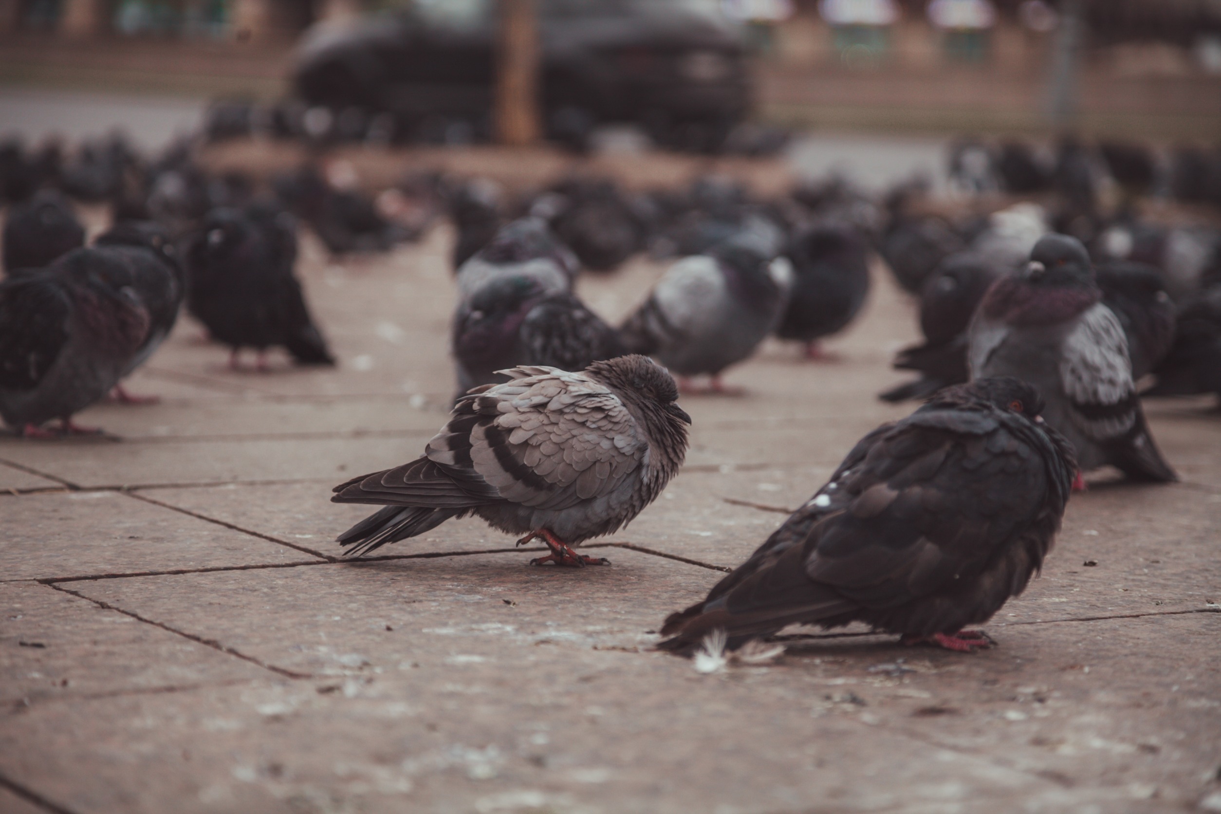 Pigeon Droppings Health Risk