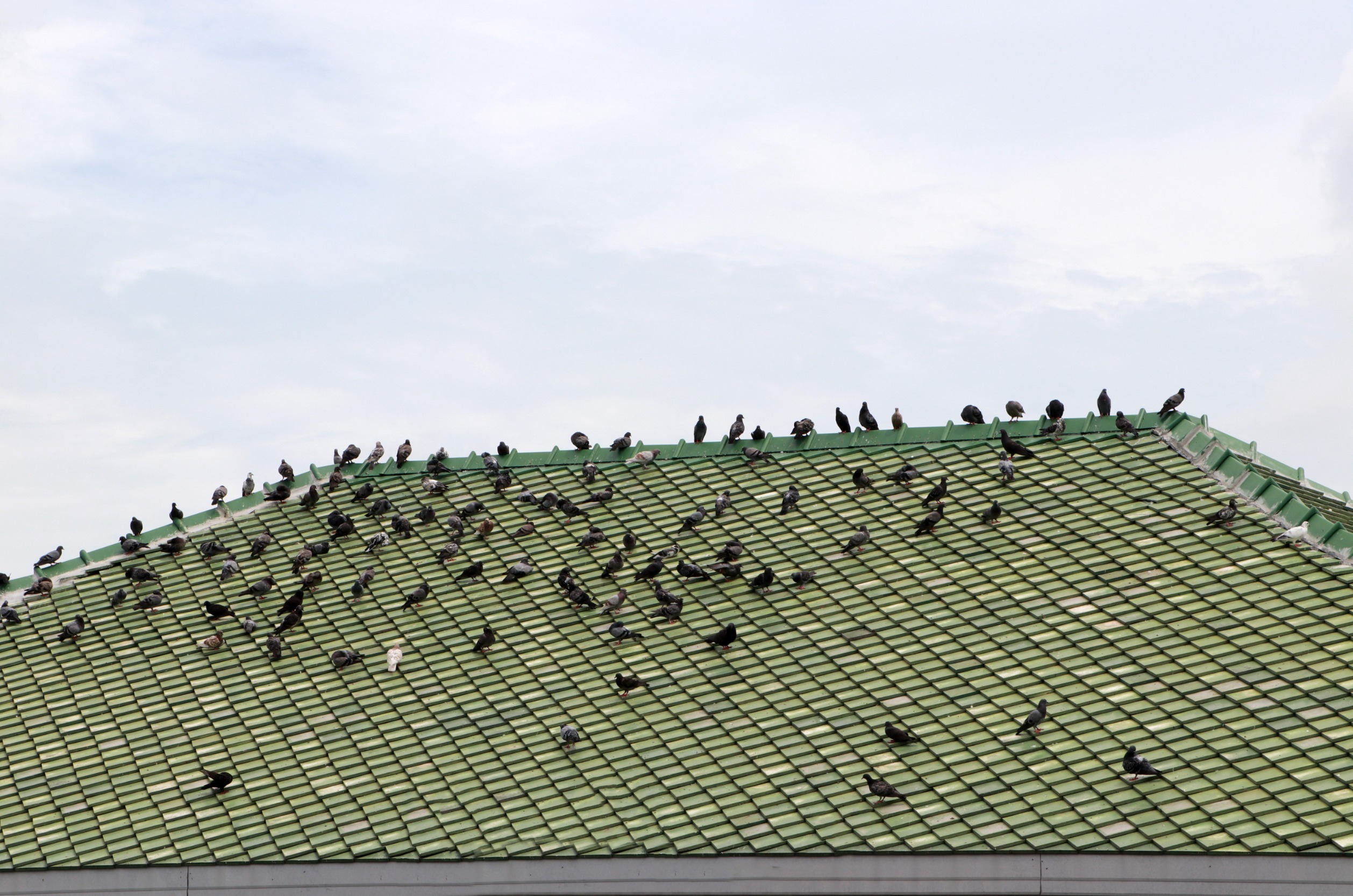 Phoenix pigeon control company