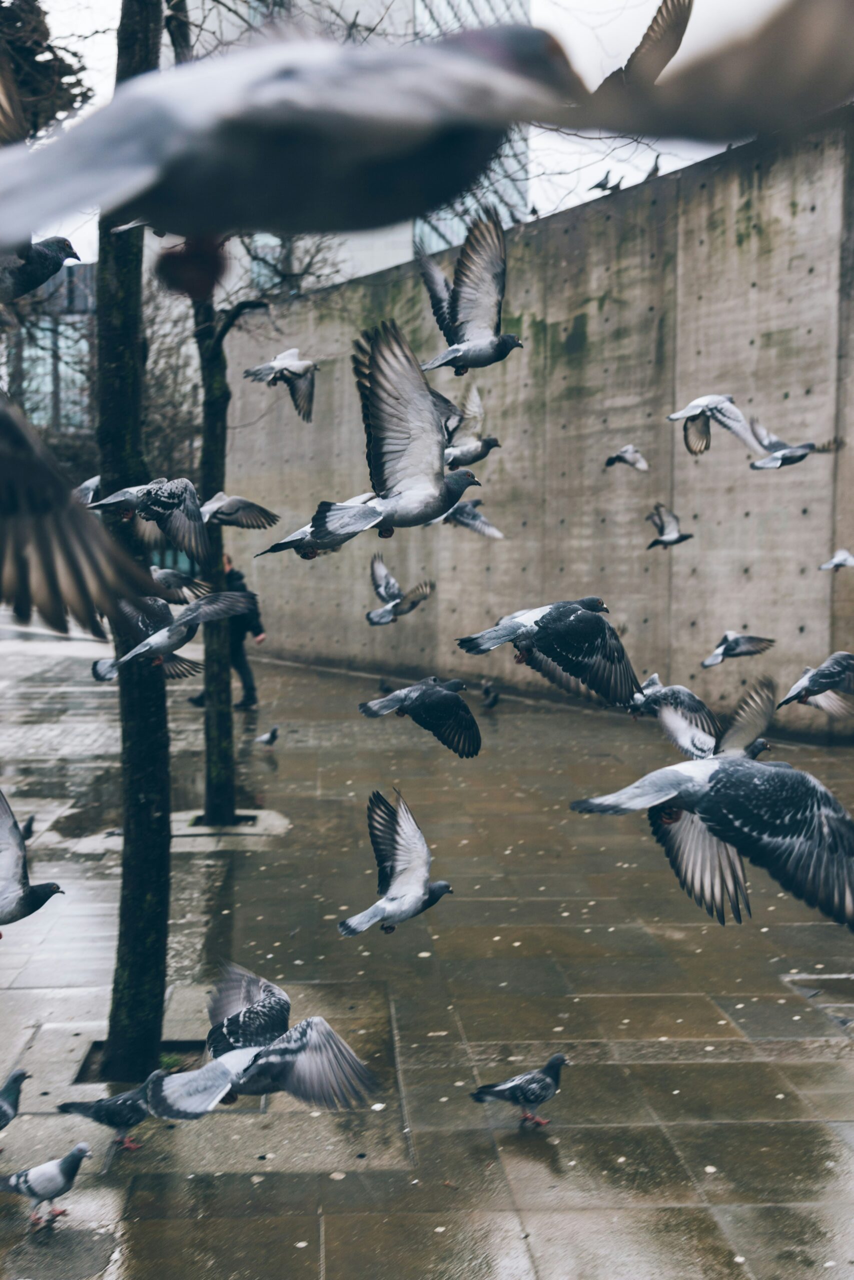Bird Prevention